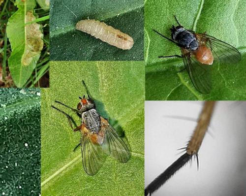 Réf. 332 597 : Pegomya sp.